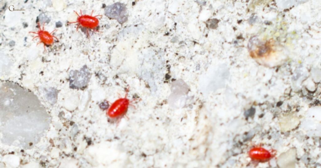 Little red mites 
