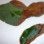 Avocado tree brown leaves