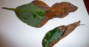 Avocado tree brown leaves