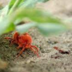 Little red mites