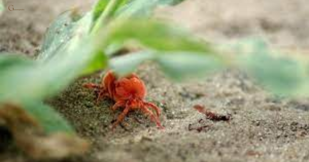 Little red mites